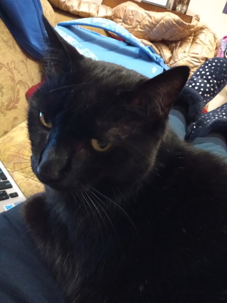 What is your cat doing at the moment?