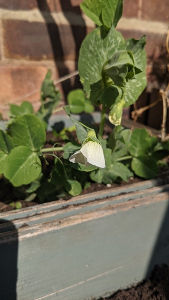 The Vegetable Patch