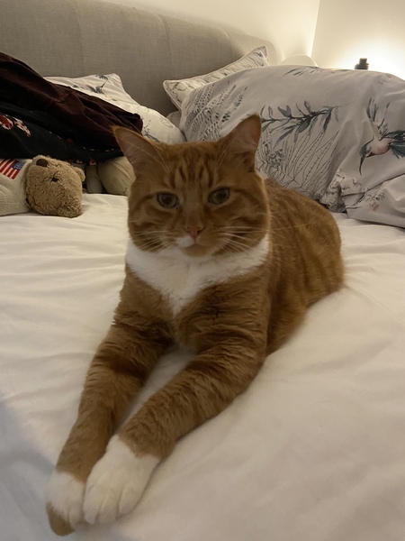 Indoor cats?