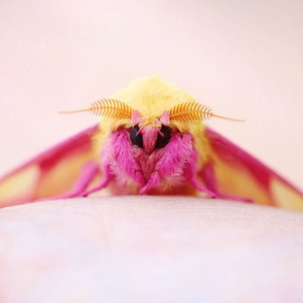 If you like butterflies but don’t like moths, why.