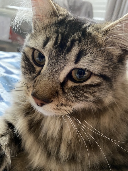 Do you think my cat is gorgeous?