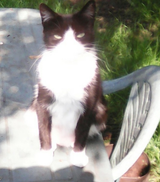 Show us your pictures of your cat(s) mellowing out in the sunshine.
