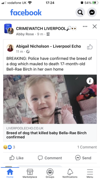 “Getting ANY adult dog breed is strongly NOT recommended”