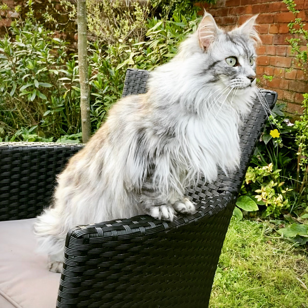 Do you think my cat is gorgeous?
