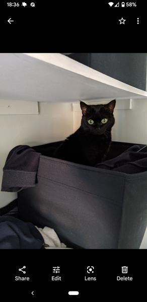 Cat has found a new spot to hide in my room
