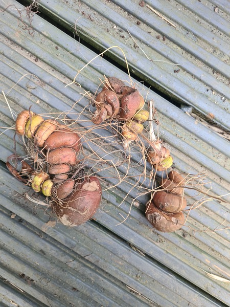 Bulb ID anyone?