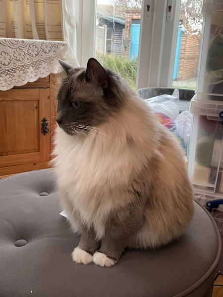 Do you think my cat is gorgeous?