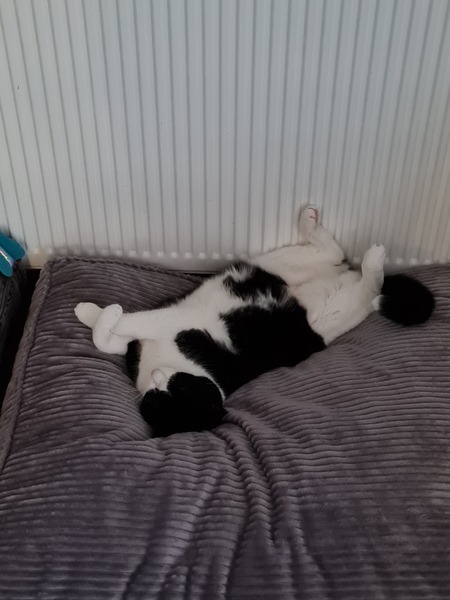 My weird cat