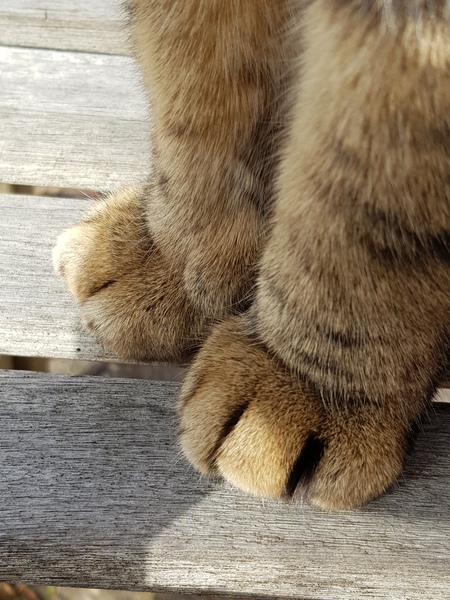 Ollie, Paws, friends and family