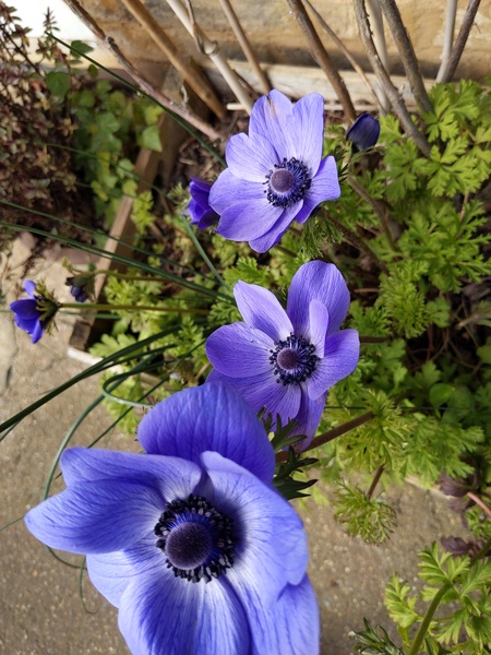 What are you doing in the garden this weekend?