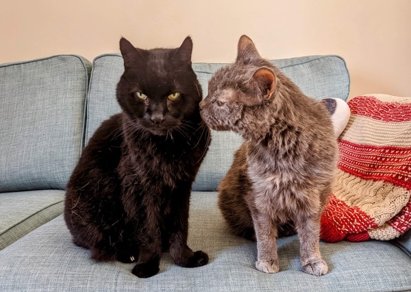 Elevated and angled food bowls are they a good choice for older cats?