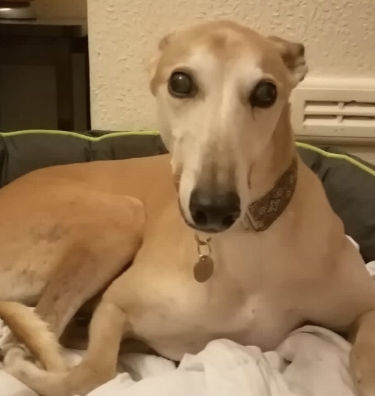 Oldies Appreciation Thread: Snoozing through the day