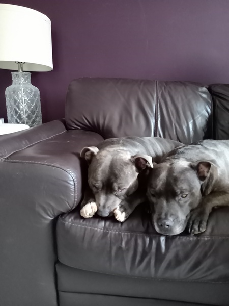 The most placid, easy going breeds