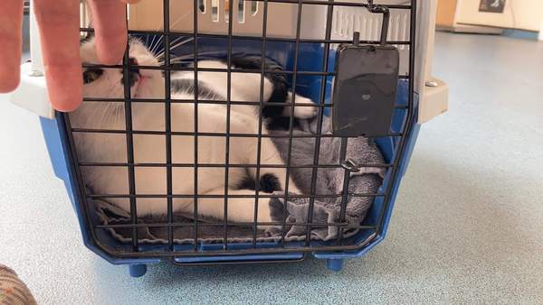 Possible broken leg
