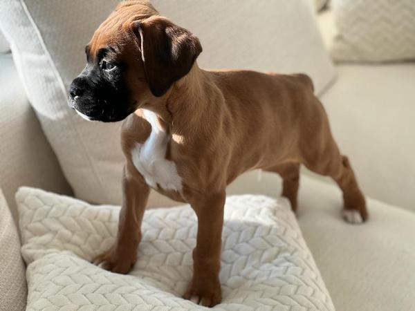 What big dog?