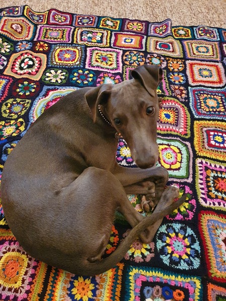Favourite ever picture of your dog.