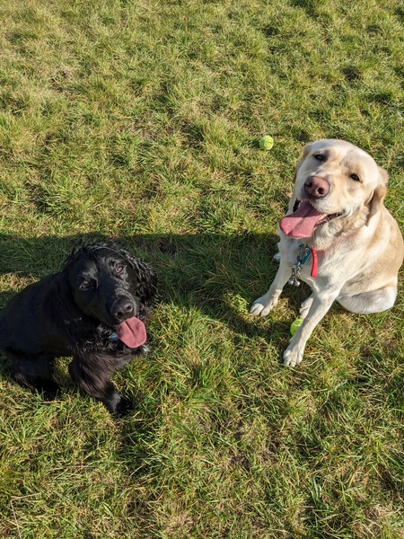 Puppy Survival Thread: muddy footprints into Spring 2022