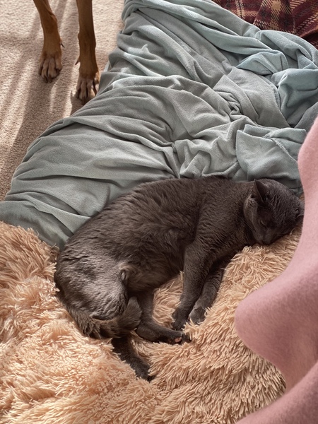 Do you think my cat is gorgeous?
