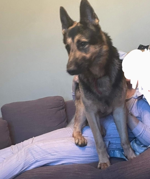 Dog attacked another dog unprovoked