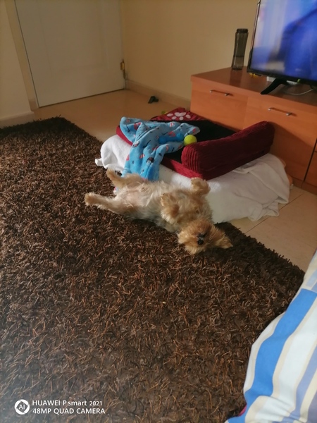 Favourite ever picture of your dog.