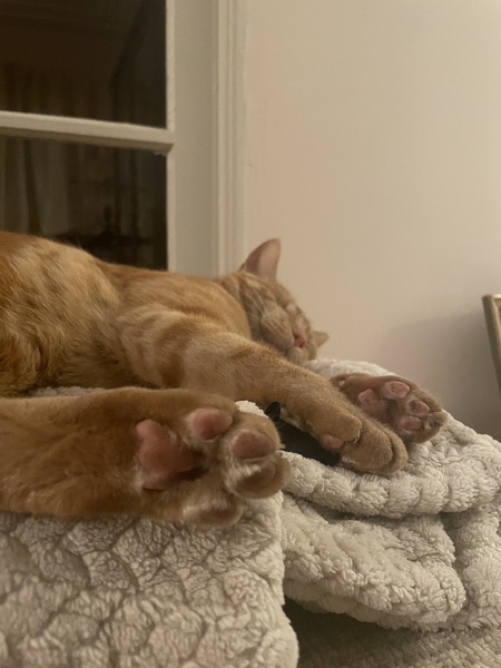 Show us your pictures of your cat(s) mellowing out in the sunshine.