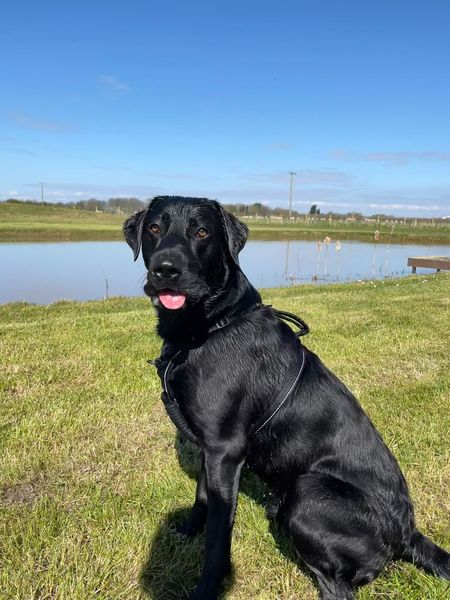 Favourite ever picture of your dog.
