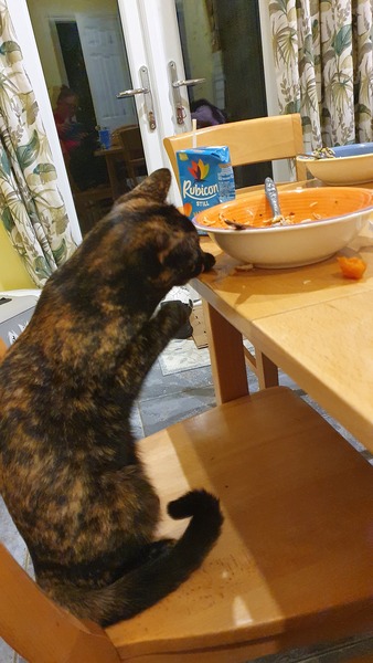 Do you think my cat is gorgeous?