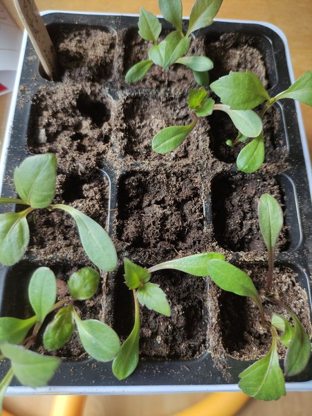 Who’s growing Dahlias this year
