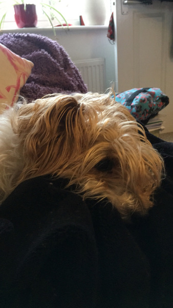 Calling all experienced dog owners for advice- first time dog owners after small family dog