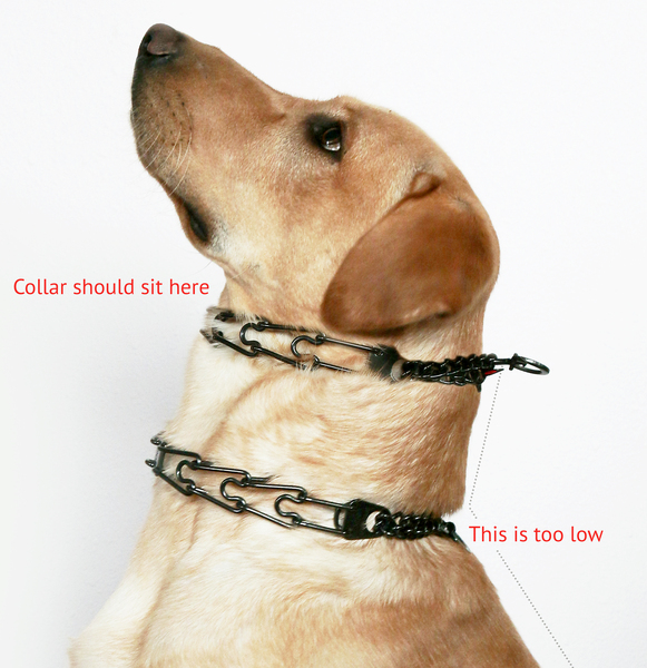 Dogs… To think it doesn’t matter whether it’s a legal breed or not?!
