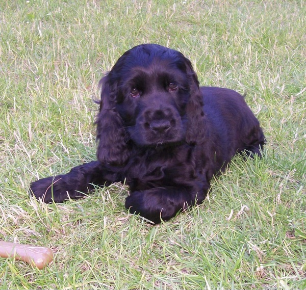 Favourite ever picture of your dog.