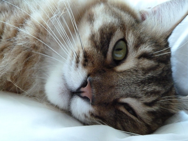 Anyone else's cat have an 'It wasn't me!' face? Pics please!