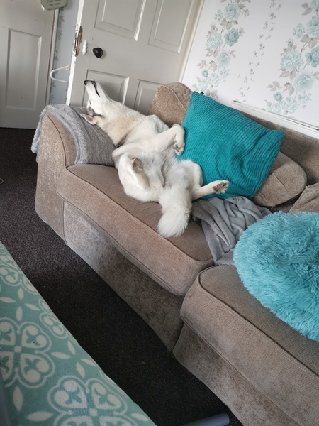 Favourite ever picture of your dog.