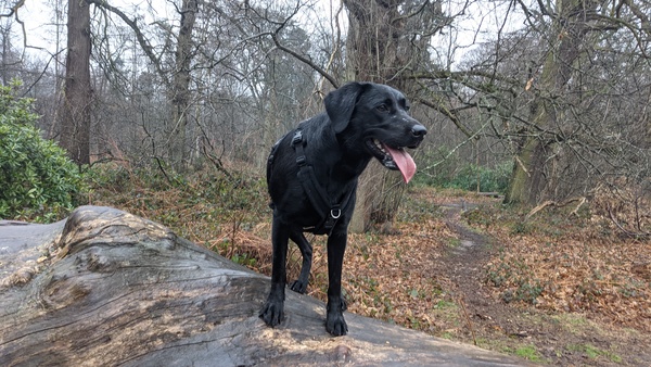 Puppy Survival Thread: muddy footprints into Spring 2022