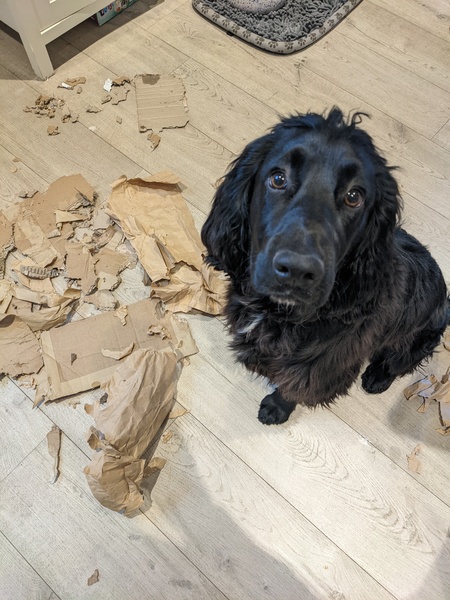 Puppy Survival Thread: muddy footprints into Spring 2022