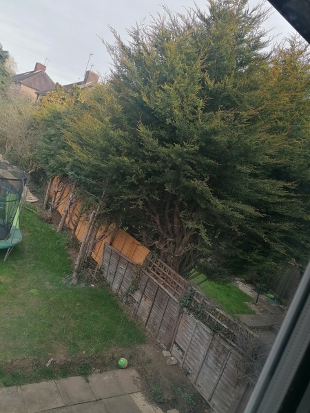 Neighbours conifer not maintained