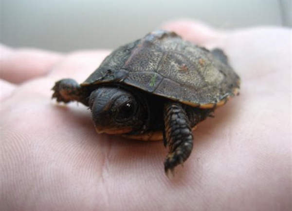 Rightmove house with a tortoise room!