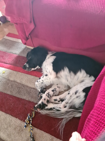 Calling all experienced dog owners for advice- first time dog owners after small family dog
