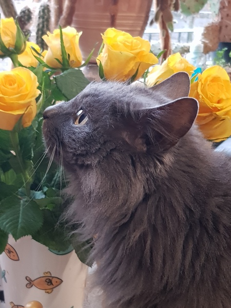 I need your photos again - this time cats with bouquets/vases of flowers please