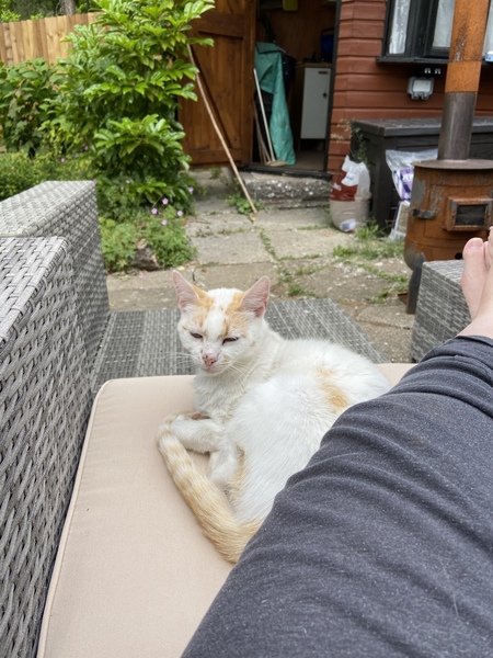 Not my cats and friends