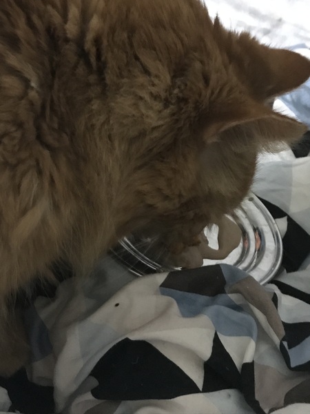 Ollie, Paws, friends and family