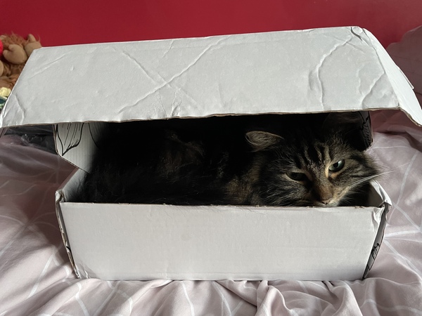 Not my cats and friends