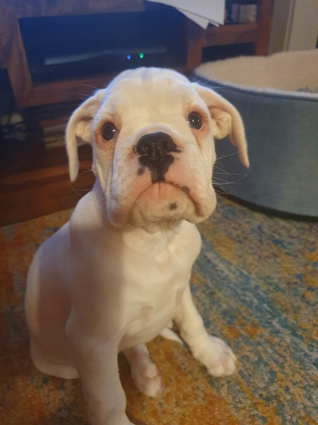 What big dog?