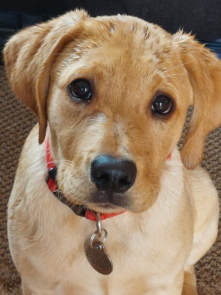 Favourite ever picture of your dog.