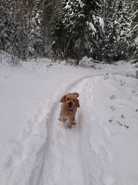 Favourite ever picture of your dog.