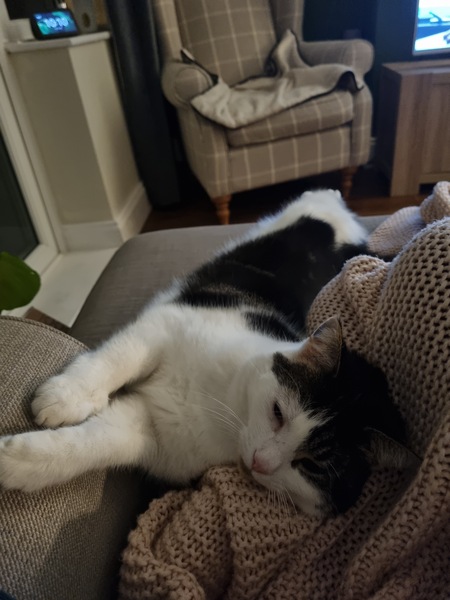 Cat flap help