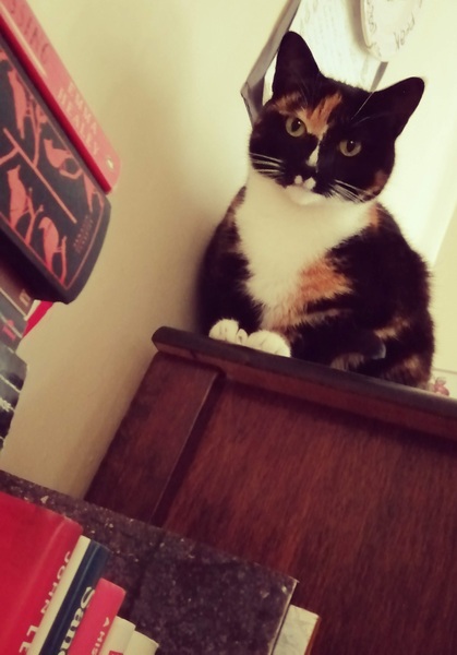 Do you think my cat is gorgeous?