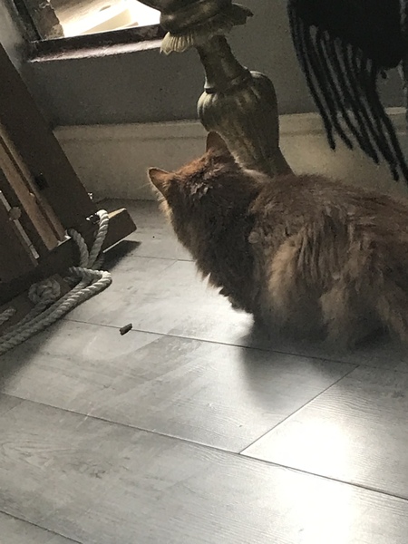 Not my cats and friends