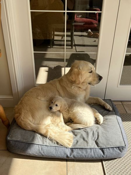 Collecting our newest addition in 2 weeks time!!!