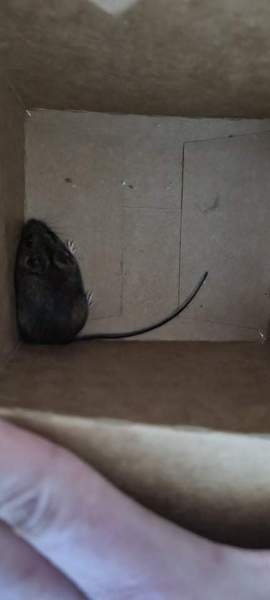 Please identify this rodent for me